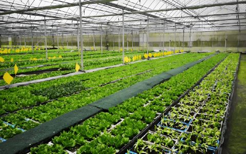 240万粉丝围观!英国小伙的“一米菜园”如何实现收入翻10倍?